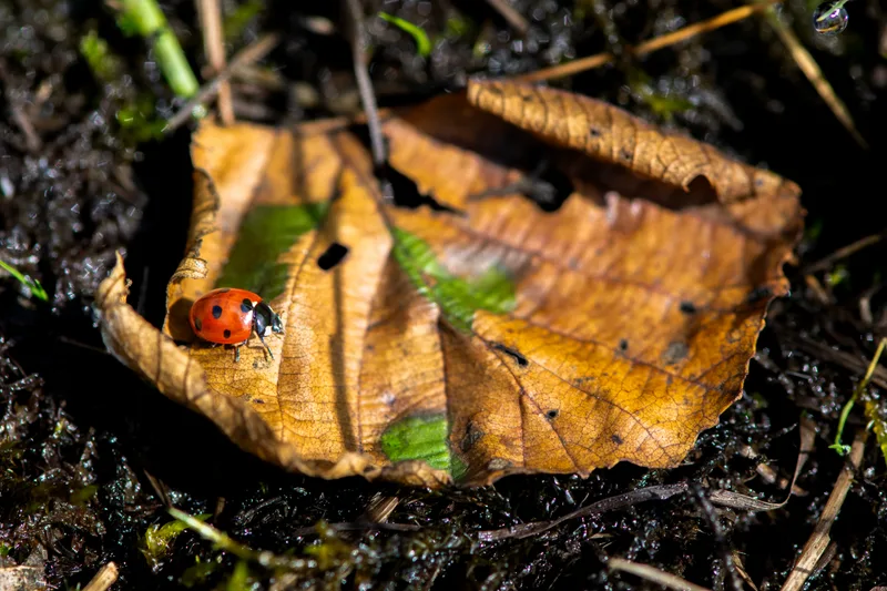 Macro